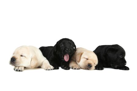 Labrador puppies isolated on white backgroundの写真素材