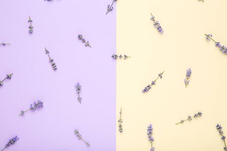 Lavender flowers on colorful backgroundの写真素材