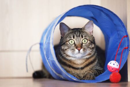 Beautiful cat with toy lying on the floorの写真素材