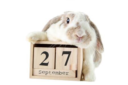 Beautiful rabbit with cube calendar on white backgroundの写真素材