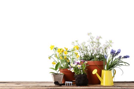 Garden tools with flowers in pots on wooden tableの写真素材