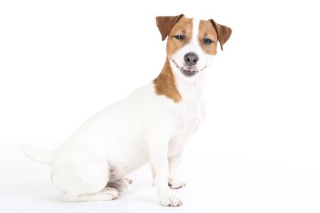 Beautiful Jack Russell Terrier dog isolated on white backgroundの写真素材