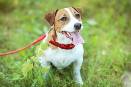 Beautiful Jack Russell Terrier dog in the parkの写真素材