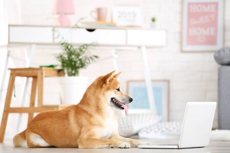 Shiba inu dog lying on the floor at home with laptop computerの写真素材