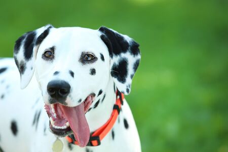 Dalmatian dog playing on the grass in the parkの写真素材