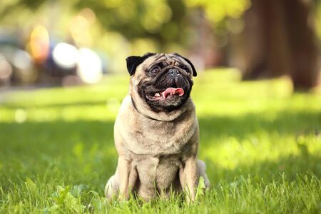 Pug dog sitting on the grass in parkの写真素材