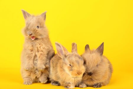 Bunny rabbits on yellow backgroundの写真素材