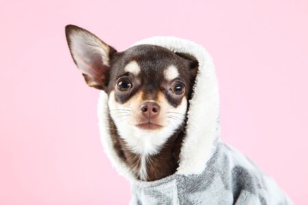 Chihuahua dog in costume on pink backgroundの写真素材