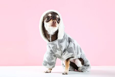Chihuahua dog in costume on pink backgroundの写真素材