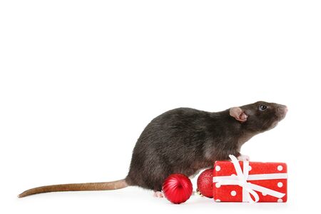 Black rat with gift box and christmas baubles on white backgroundの写真素材