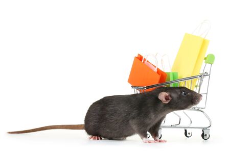 Black rat and shopping cart with bags isolated on white backgroundの写真素材