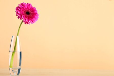 Glass vase with gerbera flower on beige backgroundの写真素材