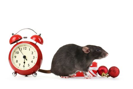 Black rat with red alarm clock, gift box and christmas ornaments on white backgroundの写真素材