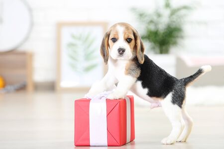 Beagle puppy dog with gift box at homeの写真素材