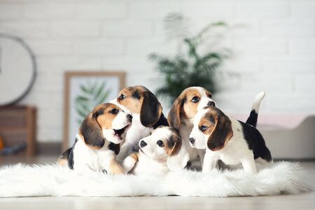 Beagle puppy dogs standing on white carpet at homeの写真素材