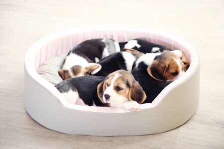 Beagle puppy dogs sleeping in soft bedの写真素材