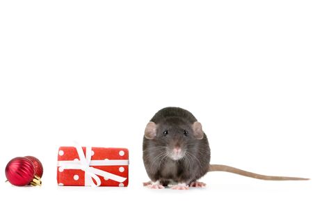 Black rat with gift box and christmas baubles on white backgroundの写真素材