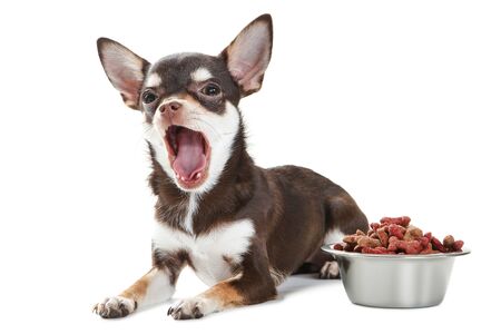 Chihuahua dog yawning and dry food in bowl on white backgroundの写真素材