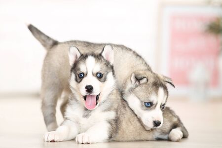 Husky puppies lying in room at homeの写真素材