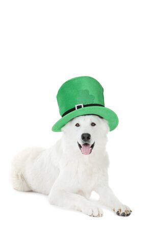 Swiss shepherd dog with green hat on white backgroundの写真素材