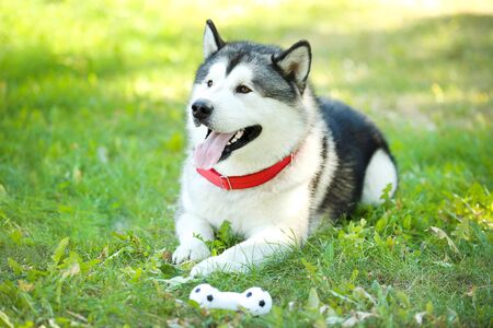 Malamute dog lying on the grass with toyの写真素材
