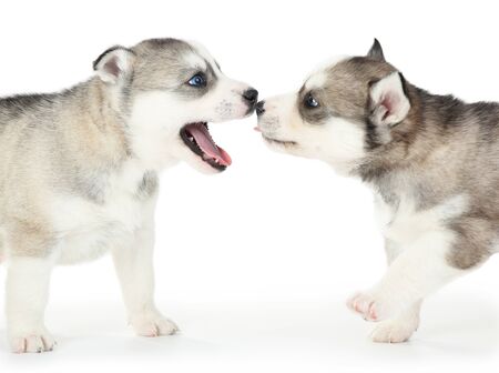 Husky puppies isolated on white backgroundの写真素材