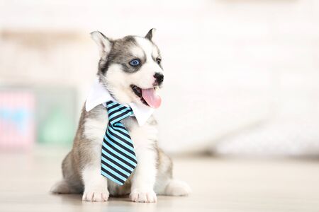 Husky puppy with necktie sitting in room at homeの写真素材
