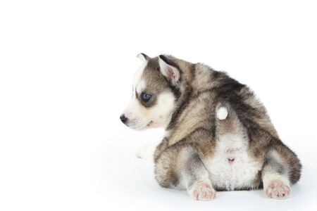 Husky puppy isolated on white backgroundの写真素材