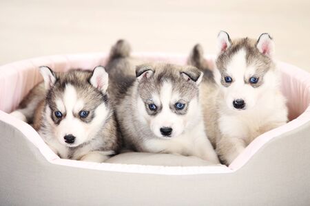 Husky puppies lying in soft bed at homeの写真素材