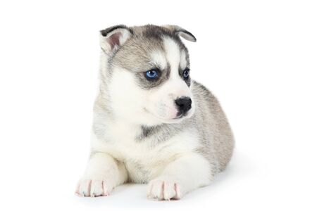 Husky puppy isolated on white backgroundの写真素材