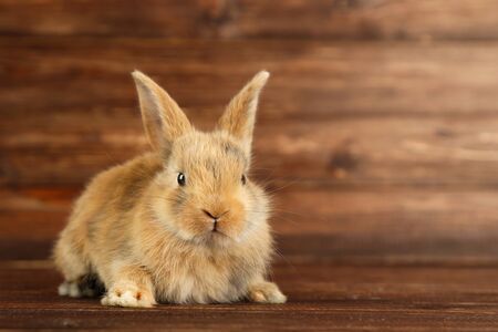 Bunny rabbit on brown wooden tableの写真素材