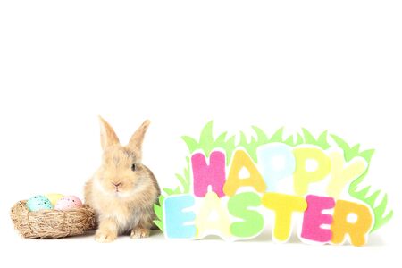 Bunny rabbit with eggs in basket and text Happy Easter on white backgroundの写真素材