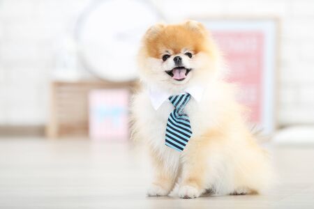 Pomeranian dog in necktie sitting on the floorの写真素材