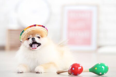 Pomeranian dog in straw hat with mexican maracas at homeの写真素材