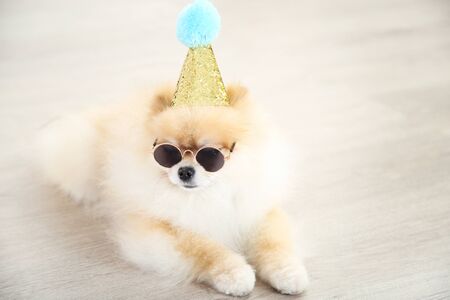 Pomeranian dog with birthday cap and sunglasses lying on the floorの写真素材