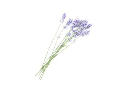 Lavender flowers isolated on white backgroundの写真素材