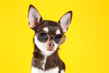 Chihuahua dog in sunglasses on yellow backgroundの写真素材