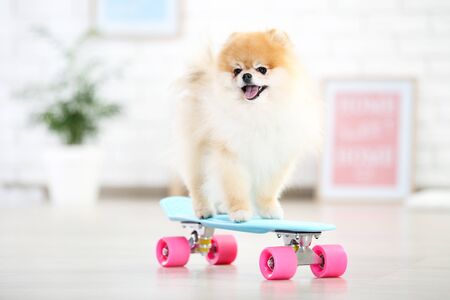 Pomeranian dog with skateboard at homeの写真素材