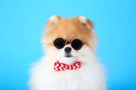 Pomeranian dog with bow tie and sunglasses on blue backgroundの写真素材