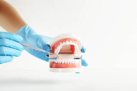 Teeth model and dental instrument in dentist hands on grey background