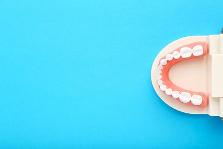 Teeth model on blue backgroundの写真素材