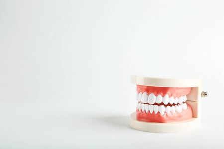 Teeth model on grey backgroundの写真素材
