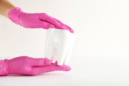Tooth model in dentist hands on grey backgroundの写真素材