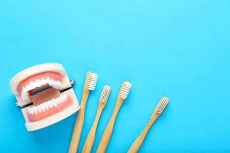 Teeth model with toothbrushes on blue background