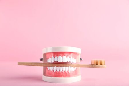 Teeth model with toothbrush on pink backgroundの写真素材