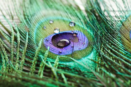 Background of peacock feather with water dropsの写真素材