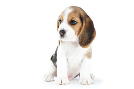 Beagle puppy dog isolated on white backgroundの写真素材