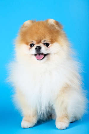 Pomeranian dog on blue backgroundの写真素材