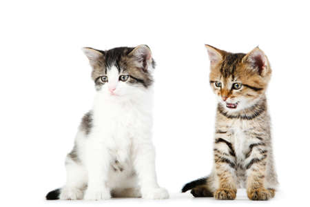 Cute kittens isolated on white backgroundの写真素材