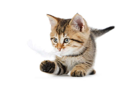 Playful kitten isolated on white backgroundの写真素材